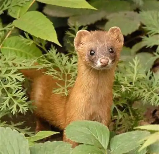 黄鼠狼:谁敢招惹本大仙?