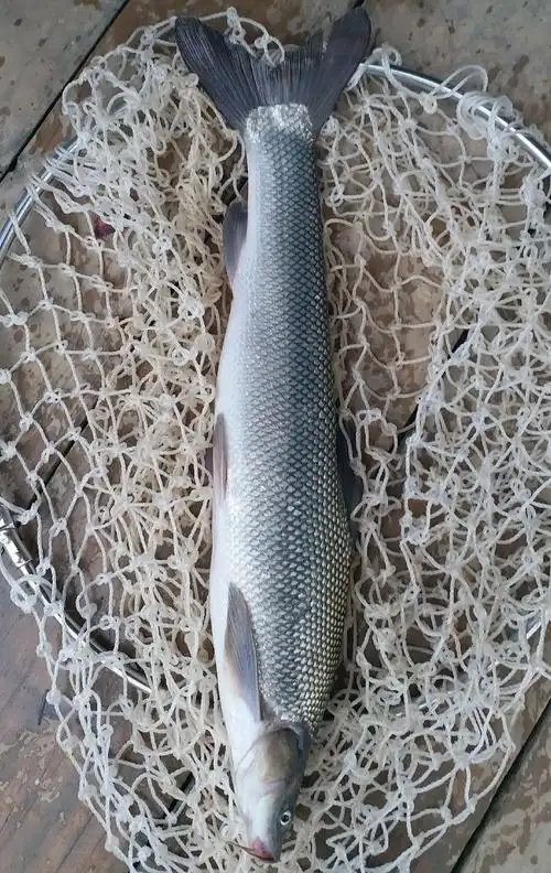 在红水河钓获新鱼种……大鳞鲃