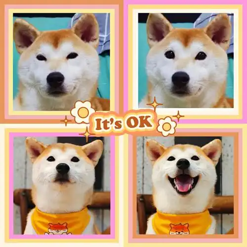 我们就爱宠物头像  #柴犬  #情头分享  #柴犬头像