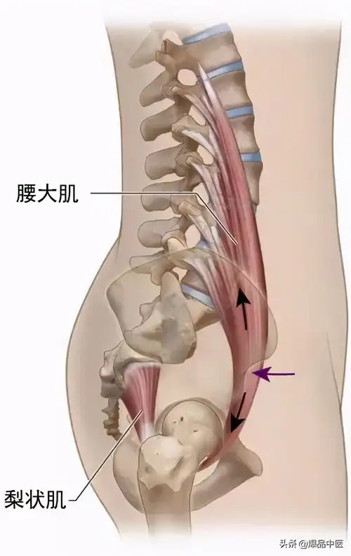 腰大肌的功能解剖动图人体关键部位