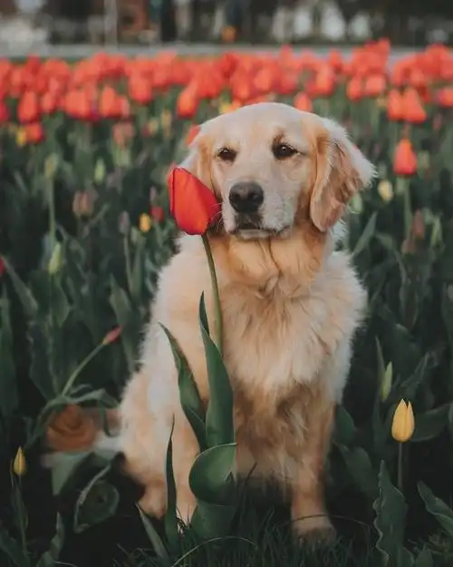 不是所有狗狗非得穿上漂亮衣服才好看这只金毛就不一样