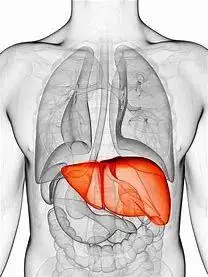 日常生活中的5个表现要注意可能是肝脏给你发出的求救信号