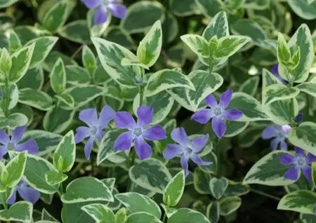 长春图片_花叶蔓长春的花期_花叶蔓长春花怎么养殖|养殖方法-花语谷网