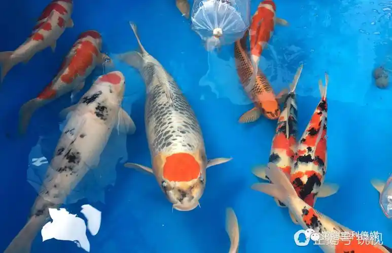 【馆陶网事】河北一条锦鲤卖价13万,见镜头还"卖萌"!