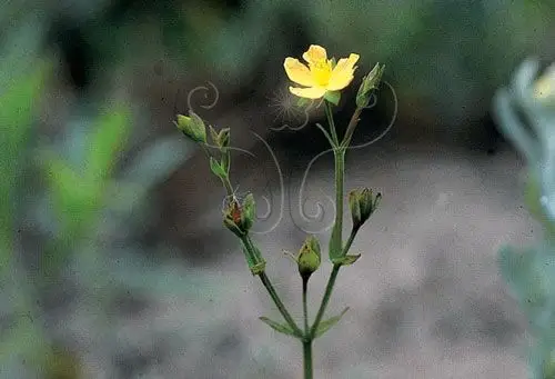 一枝香 - 第1张  | 中草药图片大全-中药的功效与作用