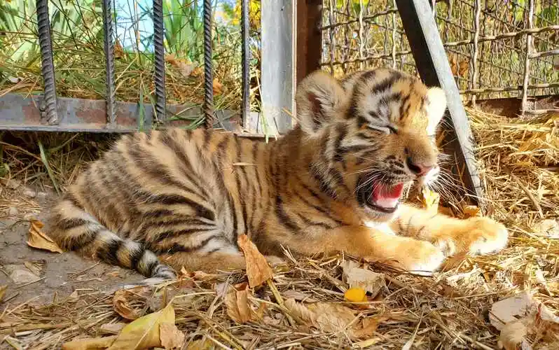 10月拜访克里米亚泰加动物园(一)——小老虎小狮子们
