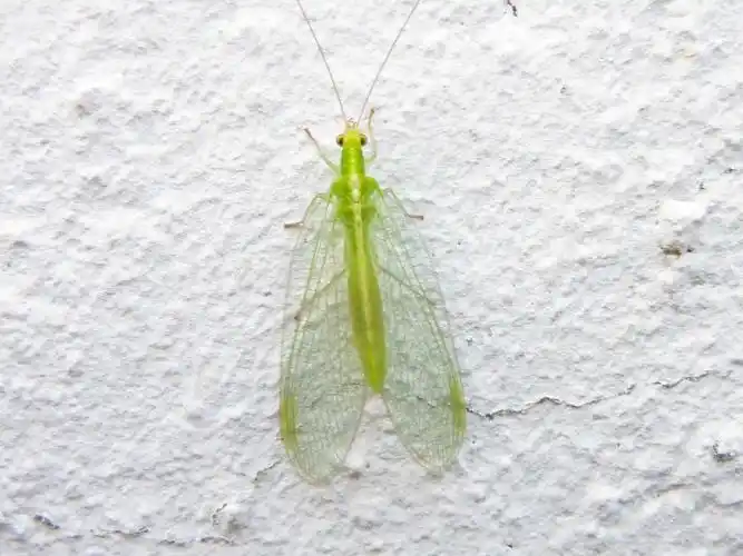 蛉,草,goldaugen,脉,常见蛉,中华草,昆虫