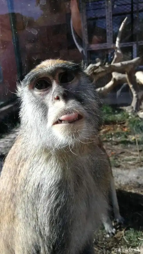 调皮的猴子对孩子做鬼脸