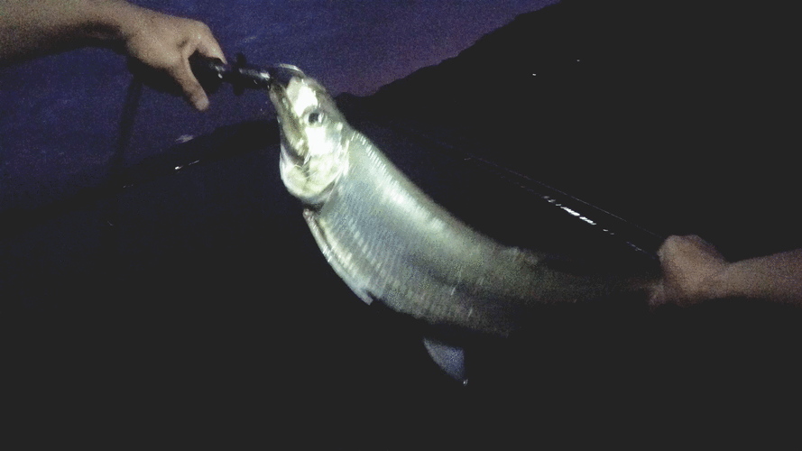 路亚翘嘴遇疯狂炸水!不咬饵!怎么破?