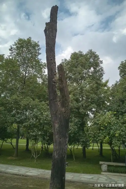 乌木十分稀罕,乌木成林实属罕见之奇观