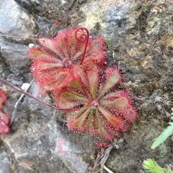 不起眼的食虫植物—茅膏菜