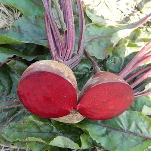 >>甜菜根宝贝列表