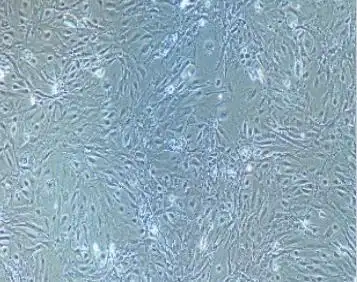 小鼠肾小球内皮细胞