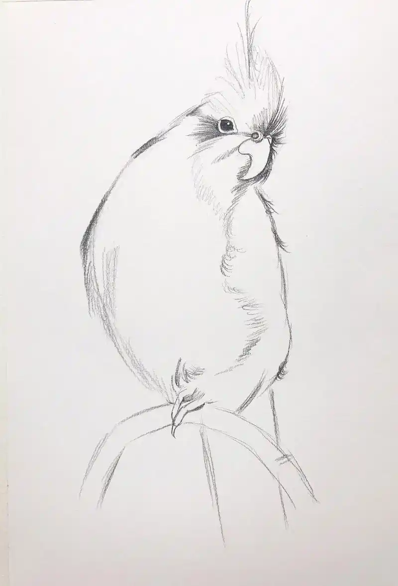 画一只鸟儿围着我!#手绘 #我为祖国喝彩 #每日一画 #一起 - 抖音