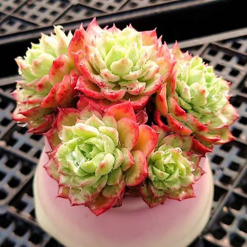 酸橙辣椒月影系群生易爆盆多头多肉植物办公室内盆栽花卉防辐射