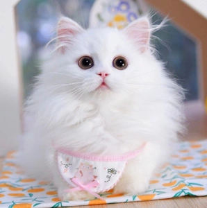 山东临清狮子猫鸳鸯眼蓝眼纯白色异瞳幼猫纯种雪狮子幼崽长毛血统