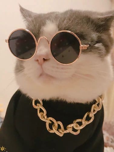宠物猫眼镜猫咪墨镜复古酷猫搞怪拍照道具猫咪带的个性饰品小狗狗