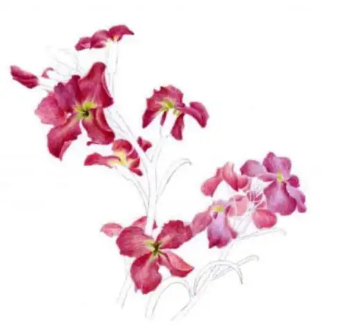 彩铅画花卉图解教程彩铅画紫罗兰的步骤