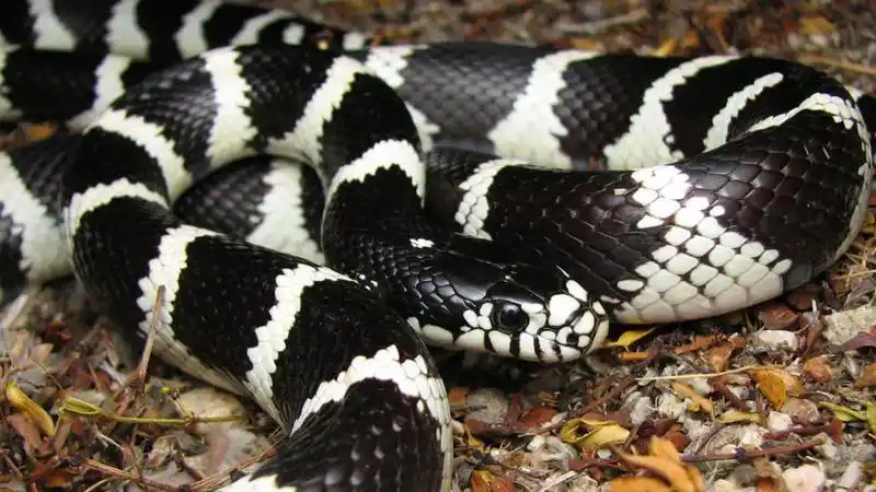 女人梦到黑白条纹蛇 | 十二星座说