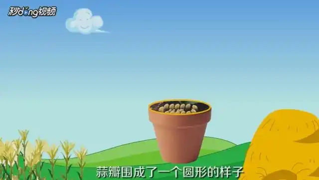 【蒜苗成长记】