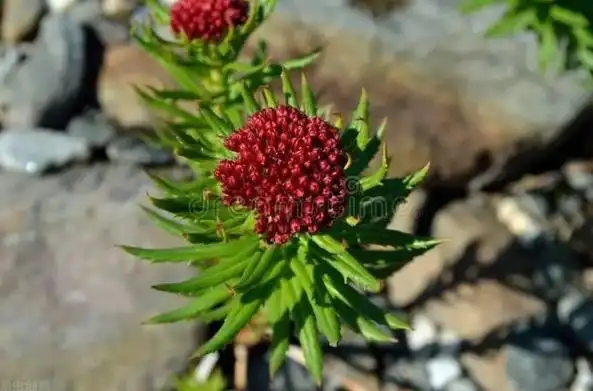 江苏惠明:一味调节血糖血压的中草药——红景天