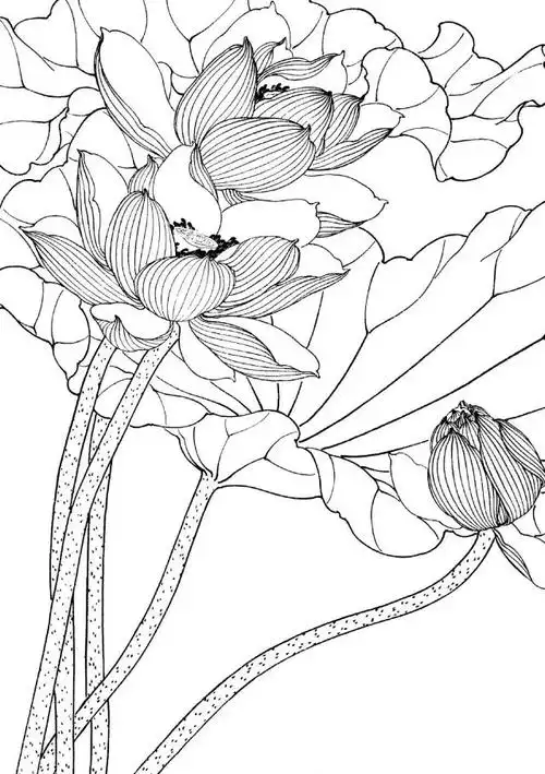 素材| 一组工笔荷花线描稿36图