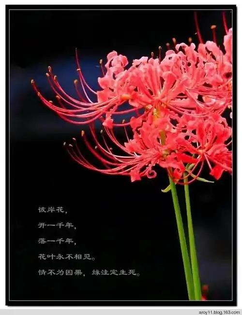 借花献佛分享全屏彼岸花壁纸