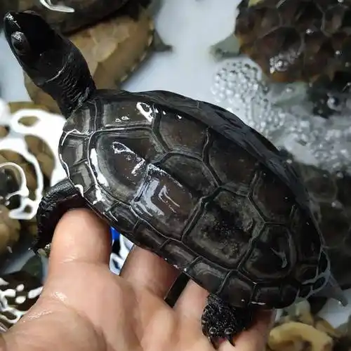 深水龟有哪些适合新手养的深水龟品种