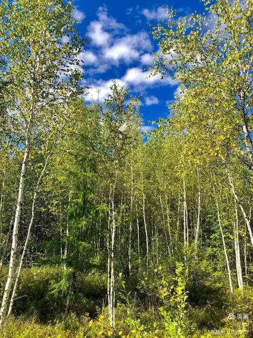 大兴安岭白桦林
