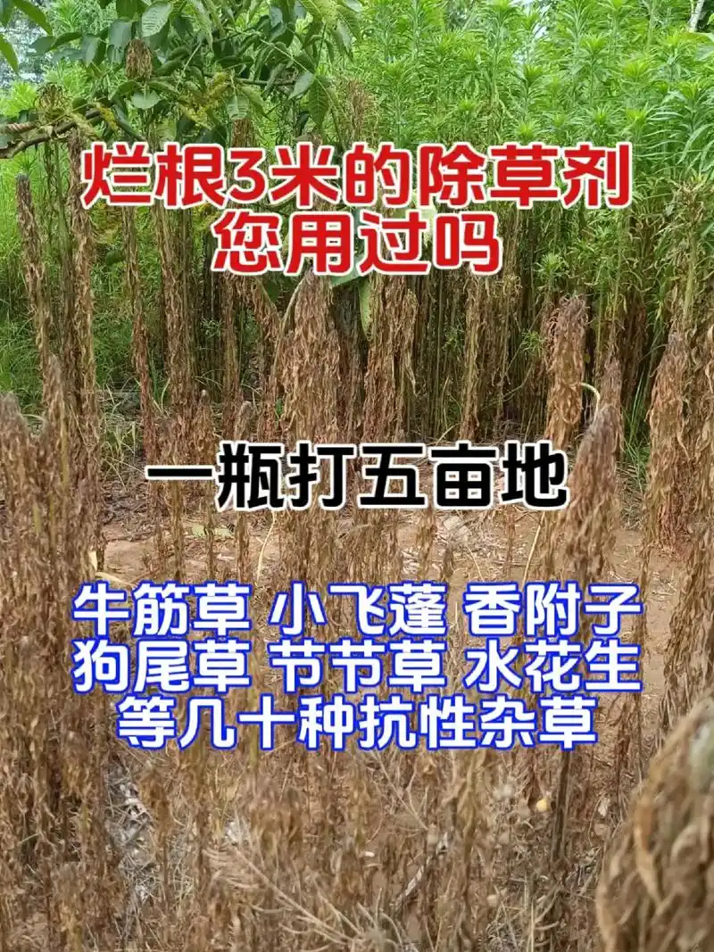 果园茶园田埂荒地都可用的除草剂,对着杂草 - 抖音