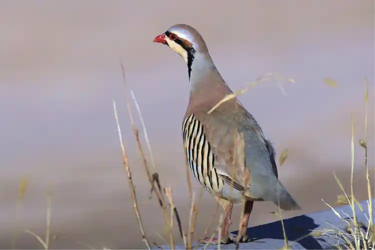 当地俗称:嘎嘎鸡,雄同色,体长33公分,飞速快,食性杂,愿在石崖上活动