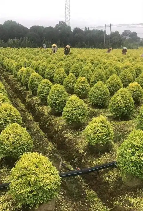 绿化苗木品种大全图片名称(绿化苗木品种大全图片名称及价格)