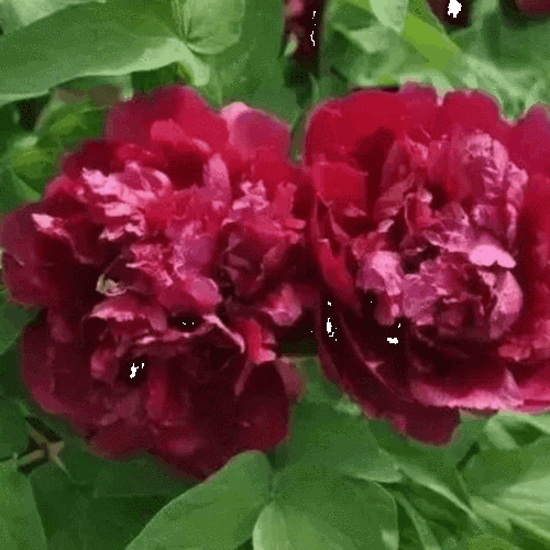 640_640gif 动态图 动图