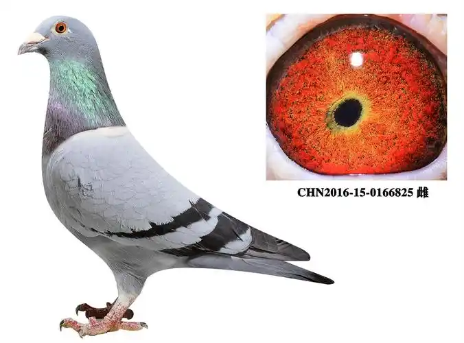 信鸽在线拍卖平台 - 中国信鸽信息网