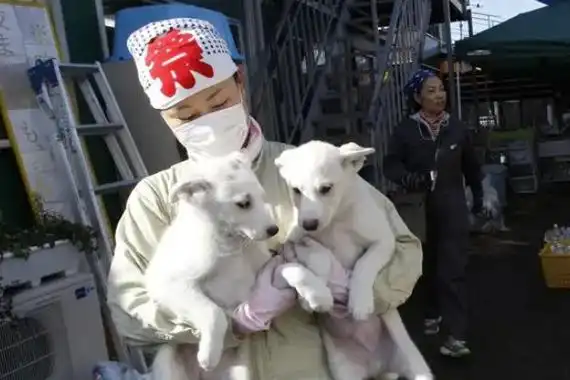 日本福岛变异人哪去了身体出现异变很难存活