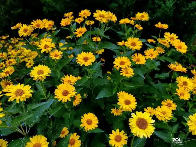 金光菊(金光菊和女贞子 寓意)