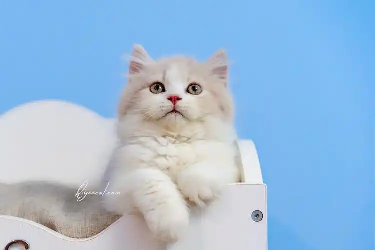 超美的英短乳白长毛弟弟,七叶英短猫舍英国长毛猫摄影