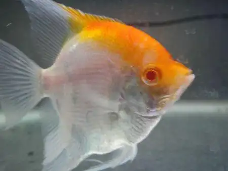 燕鱼的燕鱼的雌雄特征