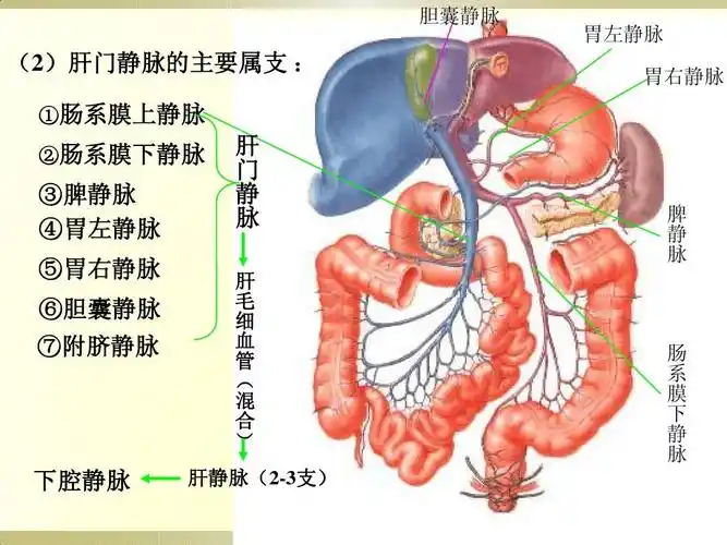门静脉解剖_word文档在线阅读与下载_无忧文档