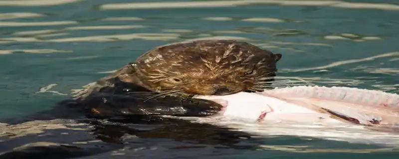 河狸和水獭的区别