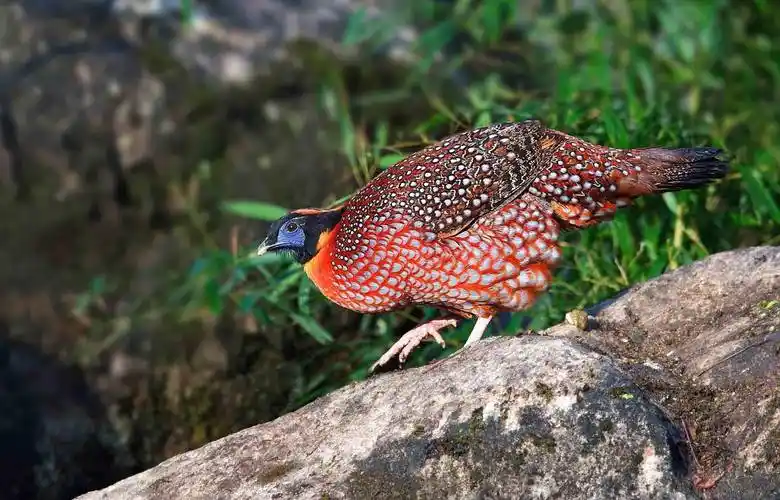 英国泛滥3000万只,每杀一只奖励1英镑,而在中国吃一只就要坐牢_野鸡