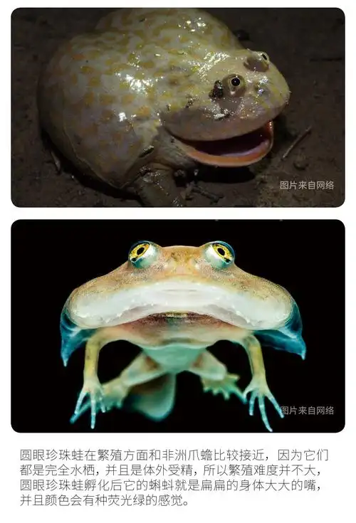 物种小谈┃圆眼珍珠蛙