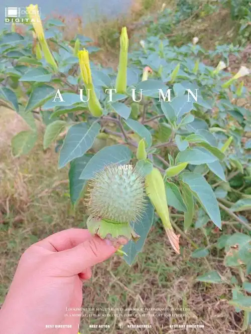 野外遇到的,突然想收集果实种一些09#曼陀罗