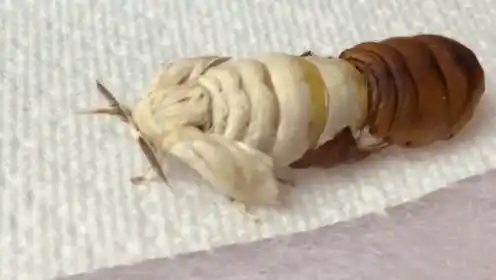 简 介:瞬间记录一只蚕蛹从破蛹羽化到展翅成蛾的全过程上传者:杰哥论