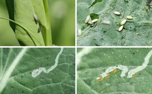 油菜潜叶蝇图文