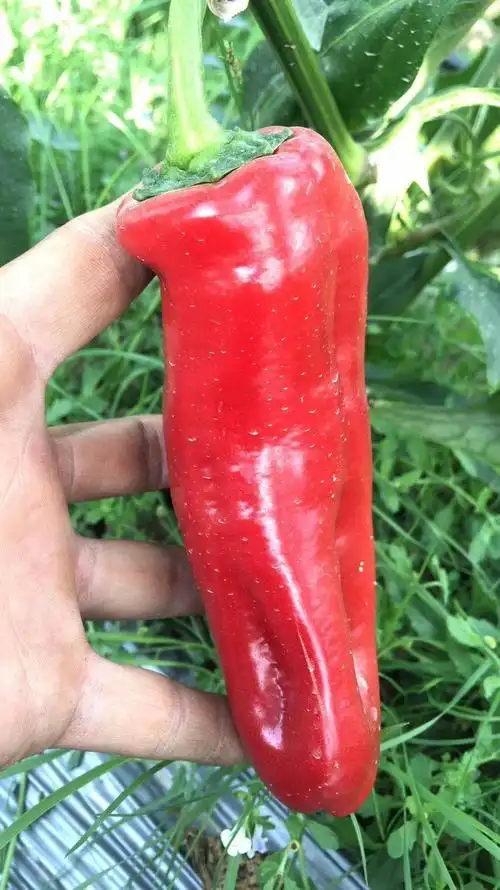 红泡椒 精品泡椒