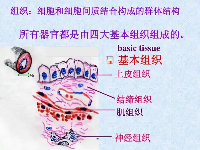 1 组胚绪论 2 上皮组织ppt