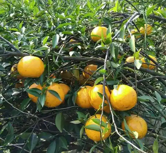 茶枝柑新会陈皮的祖名本土野生柑橘千百年驯化而来