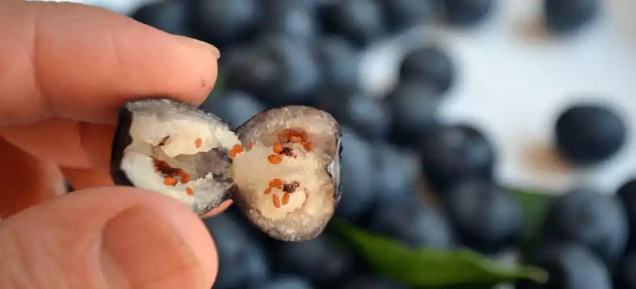 顺丰丨大果蓝莓花青素小巨人399元4盒499元500g枝串盒装生态种植现摘