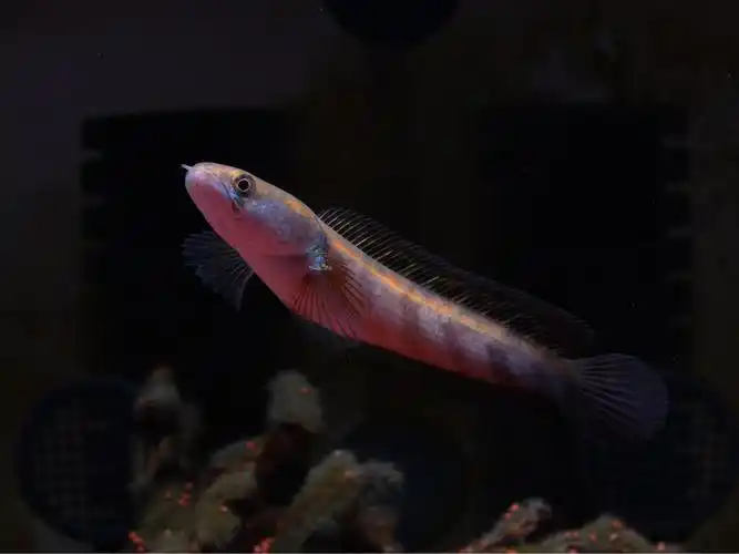 光头流氓之巴里托红帝王雷龙鱼